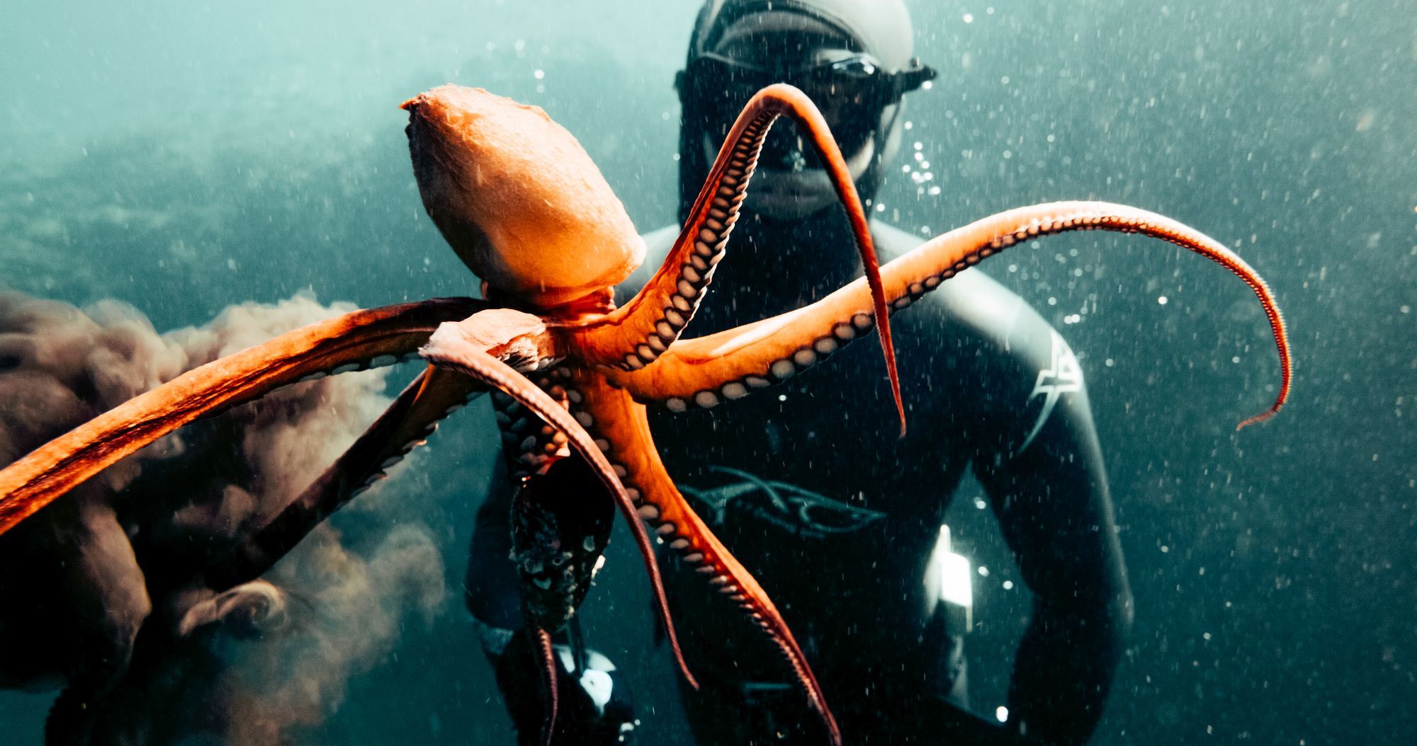 Freediver holding octopus underwater