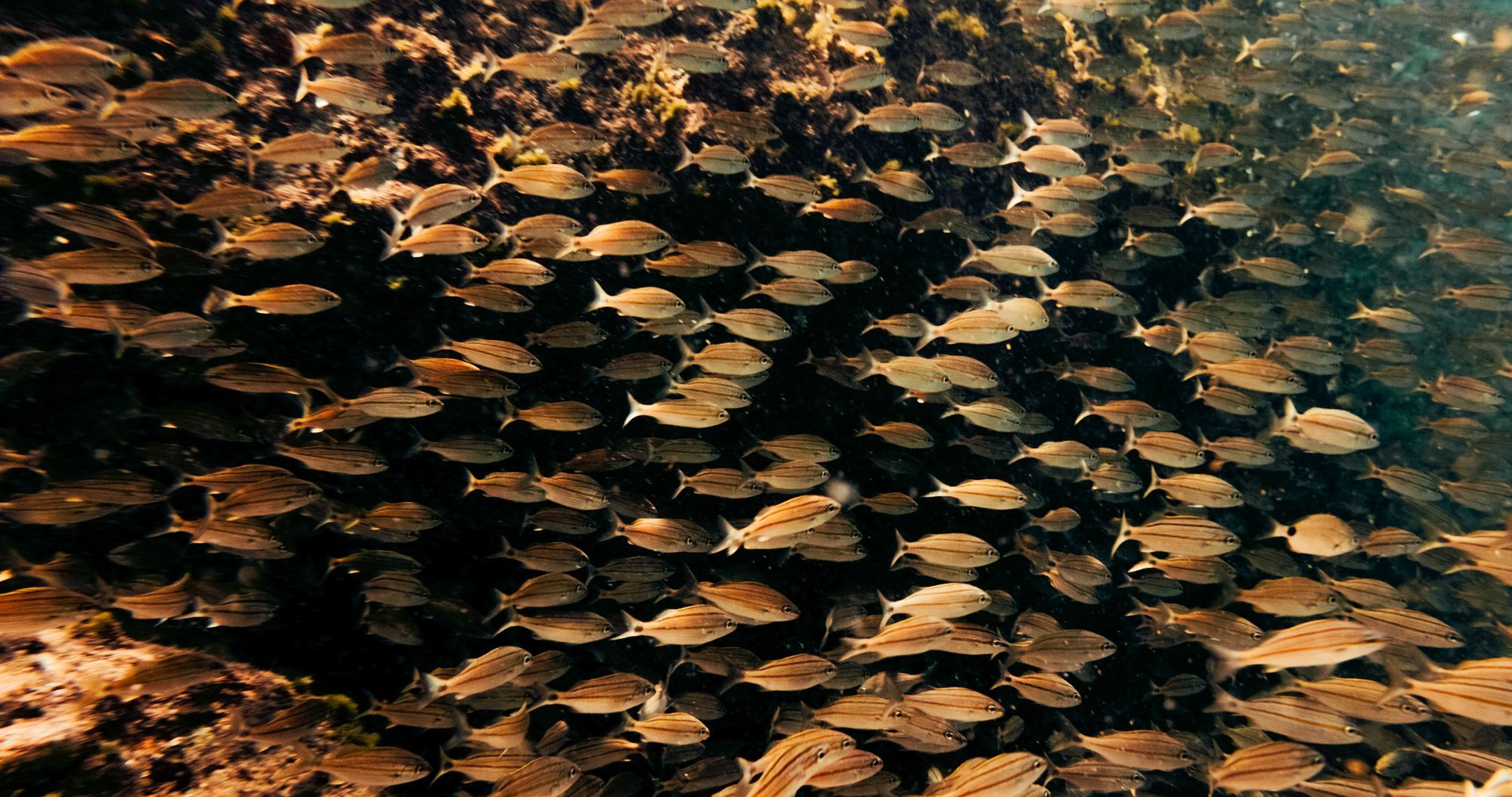 School of fish underwater
